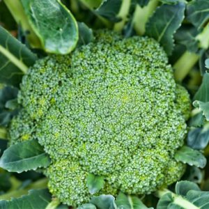 broccoli calabrese zaden