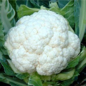 Bloemkool snowball zaden