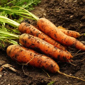 wortel flakkese 2 zaden