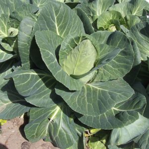 spitskool express zaden