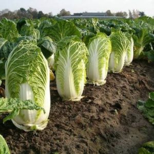 chinesekool granaat zaden