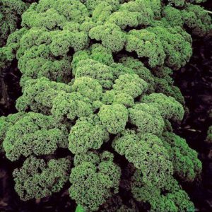 boerenkool halfhoog  moskrul zaden