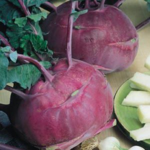 koolrabi  dilikatese blauer zaden