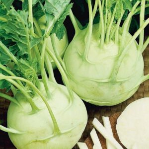 koolrabi dilikatese  weisser  zaden