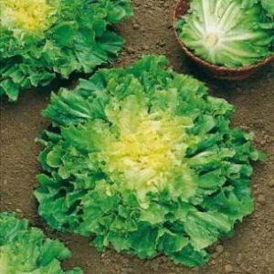 andijvie nummer vijf 2 zaden