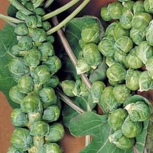 spruiten groninger  stiekema zaden